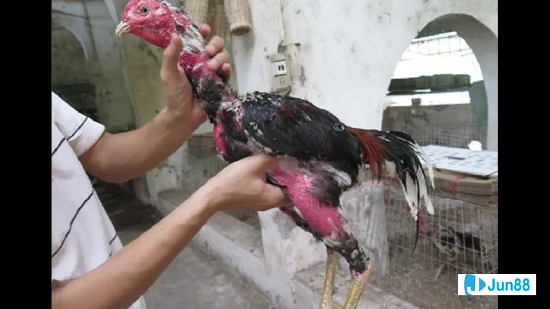 Bế gà đá hiệu quả