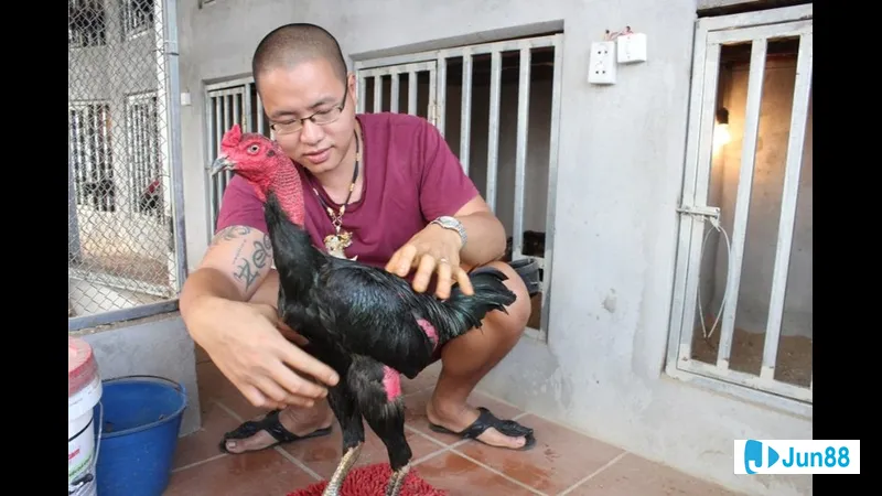 Bí quyết trở thành nài gà chuyên nghiệp Bí quyết trở thành nài gà chuyên nghiệp